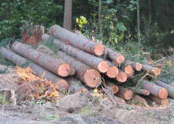 Deforestation causes global warming Deforestation causes global warming