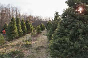 Be sure that they come from nurseries Be sure that they come from nurseries