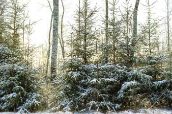 Refuse those which have been uncontrollably cut off from nature Refuse those which have been uncontrollably cut off from nature