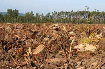 Deforestation threatens thousands of wild species Deforestation threatens thousands of wild species