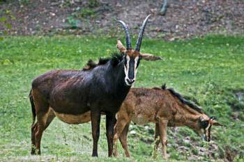Giant sable antelope is an iconic species of Angola Giant sable antelope is an iconic species of Angola