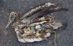 Photo made by Chris Jordan Photo Chris Jordan