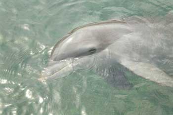 Dolphins cannot survive in captivity Dolphins cannot survive in captivity