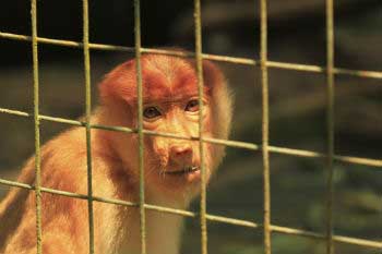 Wild animal traffic Wild animal traffic