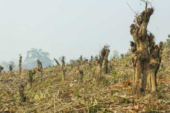 Indiscriminate logging Indiscriminate logging