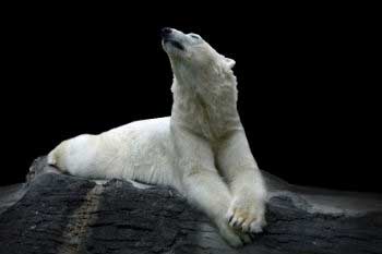 Polar melting affects the biodiversity Polar melting affects the biodiversity