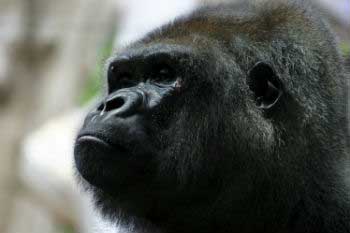 Virunga National Park is the oldest park in the whole of Africa Virunga National Park is the oldest park in the whole of Africa