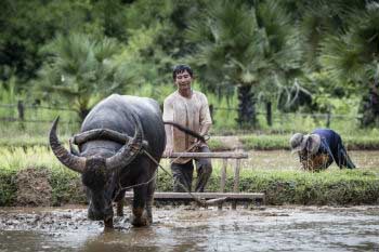 The rural-urban gap still existed in the whole world The rural-urban gap still existed in the whole world