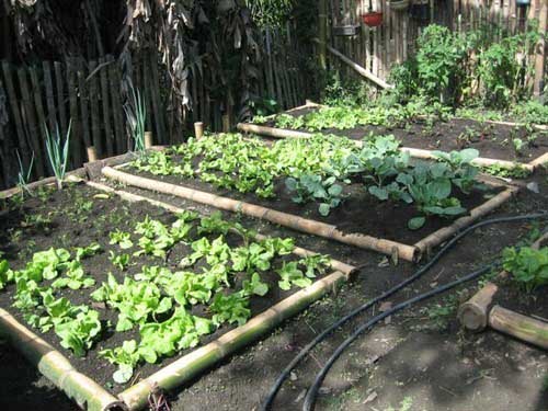 Try urban vegetable gardens Urban vegetable garden