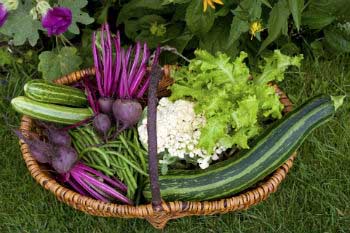 What to plant What to plant at summer