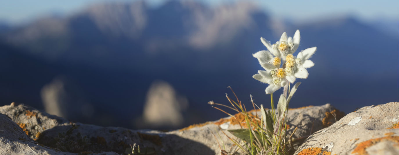 Plants in danger of extinction | Sustainability for all